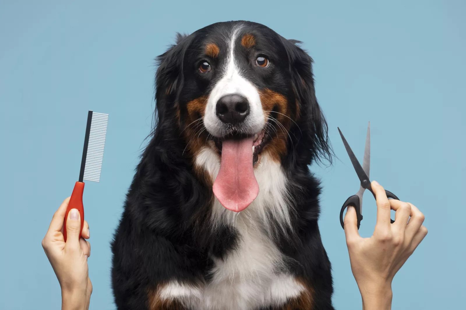 Ciseaux ou tonte : comment choisir la coupe idéale pour votre chien ?