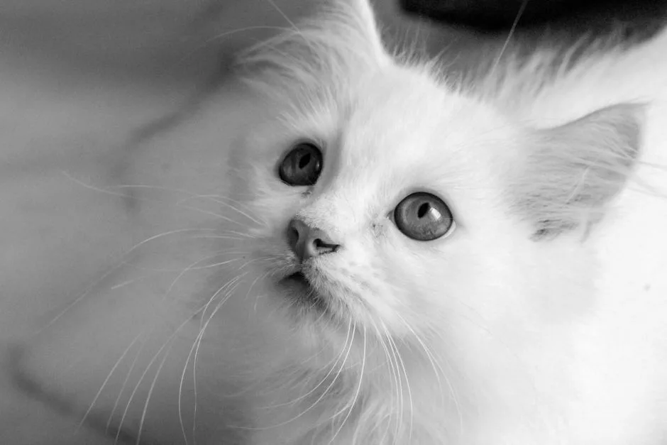 Chiens et chats