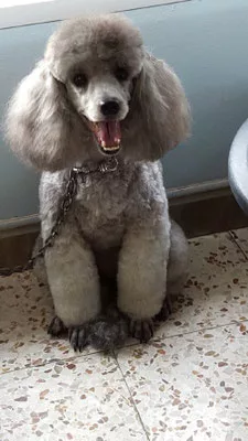 Caniche nain coupe pantalons