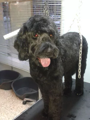 Chien d'eau portuguais ciseaux
