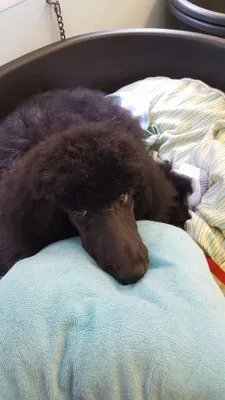 Bébé Caniche Royal Noir
