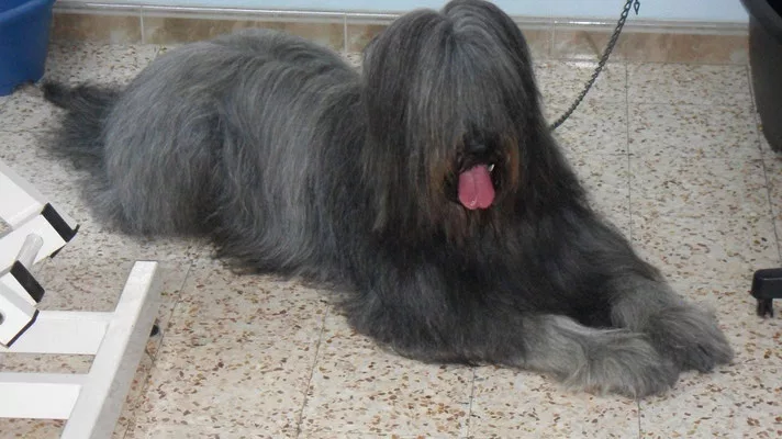 Briard présentation expo Toulouse