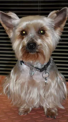 york coupe westie