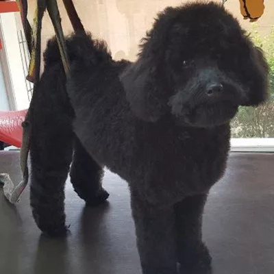 Caniche nain coupe aux ciseaux