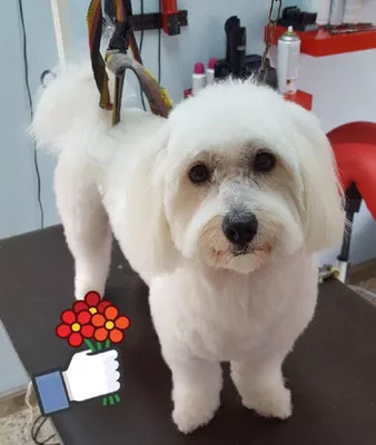 coton de tulear coupe au ciseaux