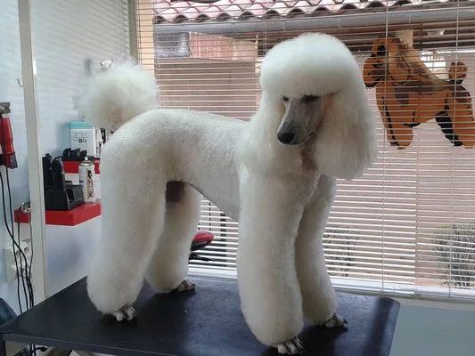 Caniche Royal coupe pantalons