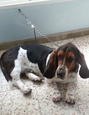 Basset Hound épilation