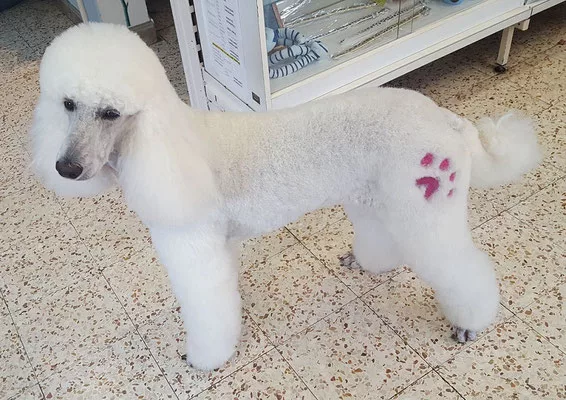 caniche royal création tatoo patte rose