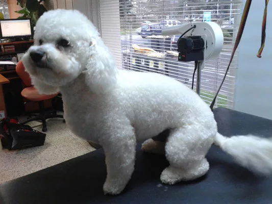 bichon ciseaux courts