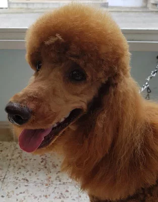 caniche tête sans moustaches