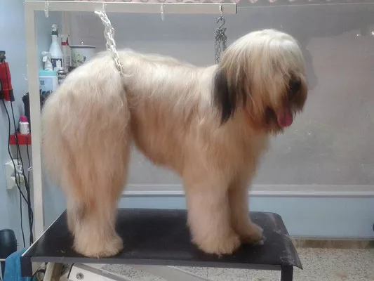 Briard coupe ciseaux naturel