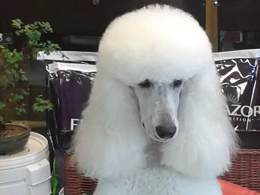 Caniche Royal tête ciseaux
