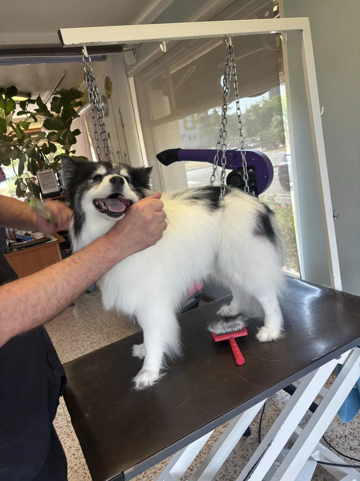 Les "Plus" du salon
À Beauté Canine